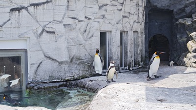 旭山動物園のペンギン１