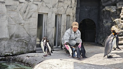 旭山動物園のペンギン３