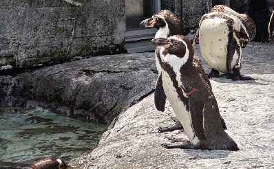 旭山動物園のペンギン４