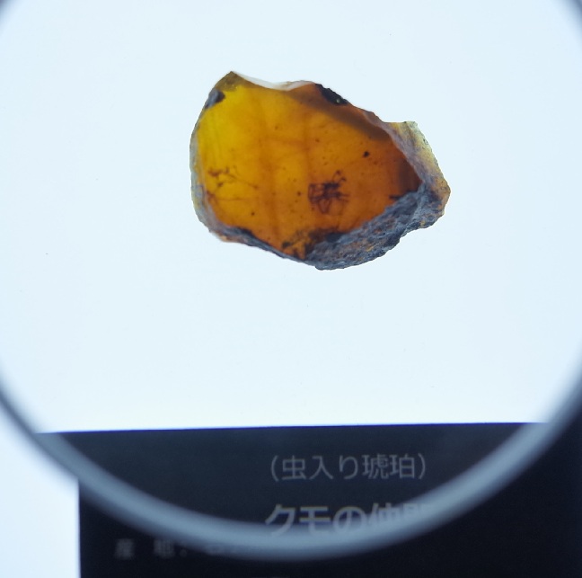 琥珀に閉じ込められた蜘蛛類