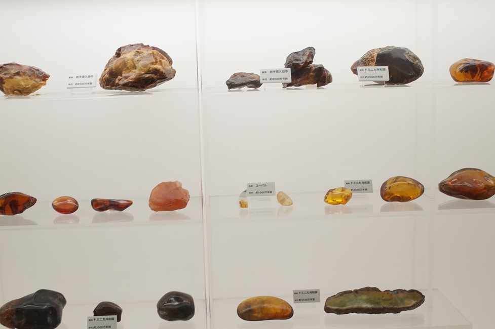 世界各地で採れた琥珀の展示